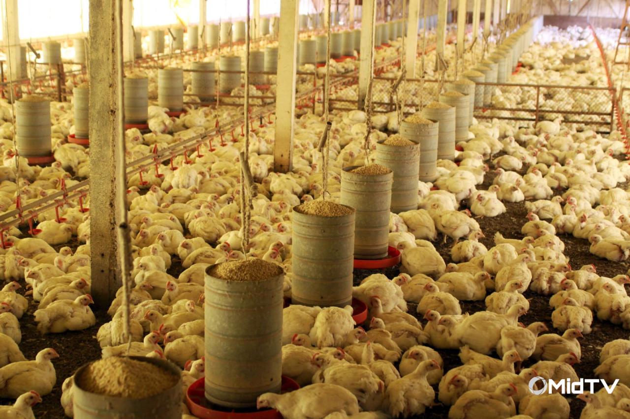 Para prevenir gripe aviária, Adapar renova proibição de aves em eventos agropecuários